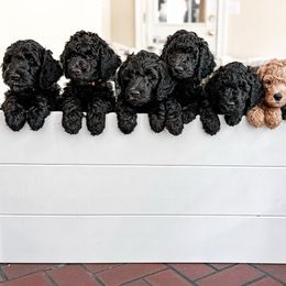 Golden Mountain Doodle Puppies from Carolina Golden Mountain Doodles