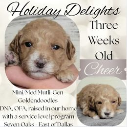 Cheer - Apricot female Goldendoodle puppy in Scurry, Texas from 07 Seven Oaks Goldens and Doodles