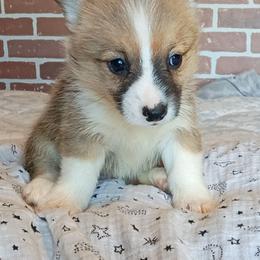 Stetson - Sable male Pembroke Welsh Corgi puppy in Checotah, Oklahoma from Skoal Creek Corgi's