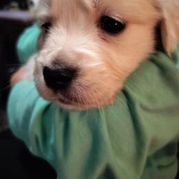 Pink - Light golden female Golden Retriever puppy in Madison, Ohio from Heckmans English Cream Golden Retrievers