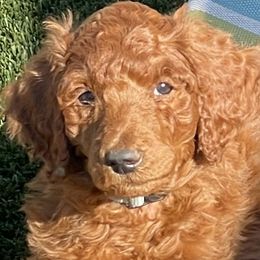 Boy 4 - Red  male Poodle puppy in Clatskanie, Oregon from Columbia River Sunset Poodles