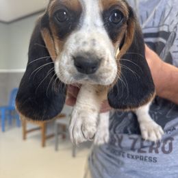 Mannie - Black and white male Basset Hound puppy in Brandon, Mississippi from Milton’s Bassets