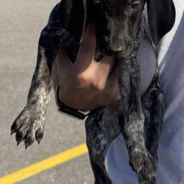 Black - Black roan male German Shorthaired Pointer puppy in New Bedford, Massachusetts from Foot Hunter Kennel