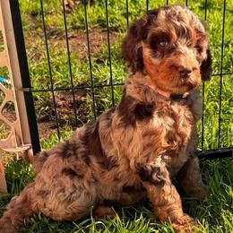 Maxine - Merle female Goldendoodle puppy in Eureka, California from North Coast Doodles
