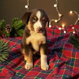 Frost - Red tri male Miniature Australian Shepherd puppy in Mountainburg, Arkansas from Stonehill Aussies