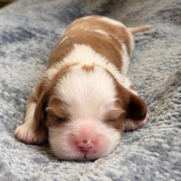 AKC Haze - Blenheim male Cavalier King Charles Spaniel puppy in Katy, Texas from True Heart Cavaliers llc