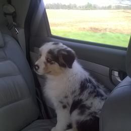 Australian Shepherd Puppies from Platinum Edition