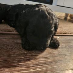 Double Doodle Puppies from Christina's Double Doodles