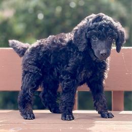 Marble - Black Collar - Phantom male Poodle puppy in Eugene, Oregon from Mount Zion Kennels
