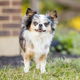 Blue - Chihuahua
