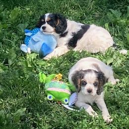 Cavalier King Charles Spaniels and English Springer Spaniels from Liberty Springers and Cavaliers