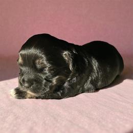 Celeste - Black and white female Shichon puppy in Seymour, Tennessee from Mel’s Teddy Bear Puppies