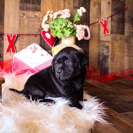 Labrador Retriever Puppies from Prince Labradors