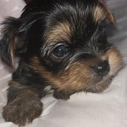 Yorkshire Terrier Puppies from Nell’s Adorable Yorkshire’s