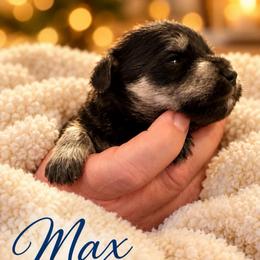 Max - Black and silver male Miniature Schnauzer puppy in Hull, Georgia from Ardent Miniature Schnauzers of Athens