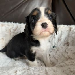 Marshall - Tri-color male Cavalier King Charles Spaniel puppy in De Soto, Missouri from Blooming Cavaliers