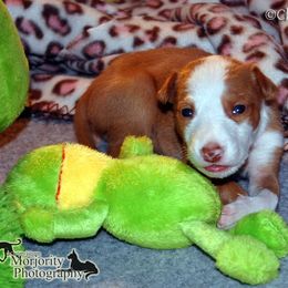 Ibizan Hound Puppies from SunRumba Sighthounds