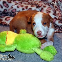 Ibizan Hound Puppies from SunRumba Sighthounds
