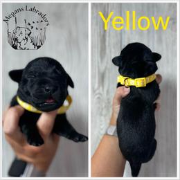 Yellow - Black female Labrador Retriever puppy in Ste. Genevieve, Missouri from Megans Labradors