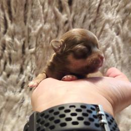 Clarice light chocolate and tan - Chocolate and tan female Chihuahua puppy in Richmond, Virginia from Breens