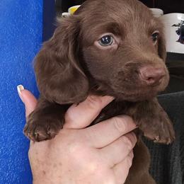 Chocolate boy - Chocolate male Dachshund puppy in Port Charlotte, Florida from Vicki's Dachshund Crossing