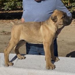 Mr. BeauxJangles - Fawn male Cane Corso puppy in Dayton, Oregon from BlackStar Cane Corso