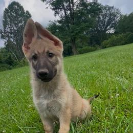 Ranger - Sable male German Shepherd puppy in New Martinsville, West Virginia from Hunter K-9