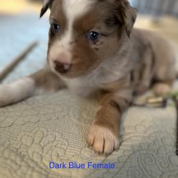 Australian Shepherd Puppies from Aussie Tree-O