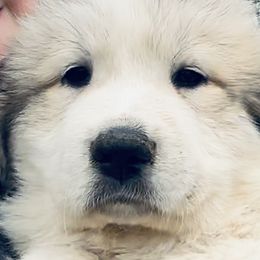 Boy 2 - White Great Pyrenees puppy in Nashville, Tennessee from Storybook Tails Farm