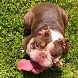 Bulldogs and French Bulldogs from Atlanta Bulldogs