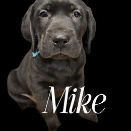 Mike - Black male Dilute Retriever puppy in Sidney, Nebraska from Nebraska Strong Labradors