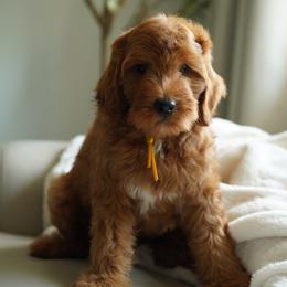 Goldendoodle Puppies from Blissful Doodles