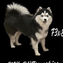 Dibs - Pomsky