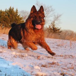 German Shepherd All Grown Up from Haus Wesmiller