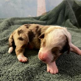 Rye - Red merle female Australian Shepherd puppy in Bennett, Colorado from Alolan Angel Aussies