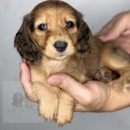 Claire - Dapple female Dachshund puppy in Goodyear, Arizona from D&C Royal Dachshunds LLC