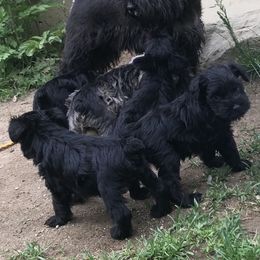Miniature Schnauzer Puppies from Divine Miniature Schnauzers