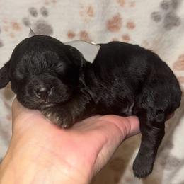 Noelle - Black and white female Cavapoo puppy in Ville Platte, Louisiana from The Barkery