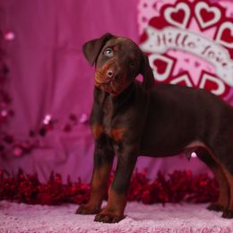 Doberman Pinscher and Labrador Retriever Puppies from GFDutton Retrievers & Dalla Grazia Dobermans