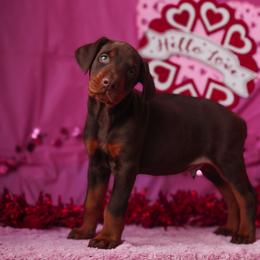 Doberman Pinscher and Labrador Retriever Puppies from GFDutton Retrievers & Dalla Grazia Dobermans