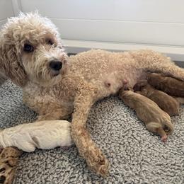 Goldendoodle puppies from DJ’s Doodles