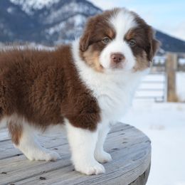 Miniature American Shepherd and Miniature Australian Shepherd Puppies from Back Country Aussies