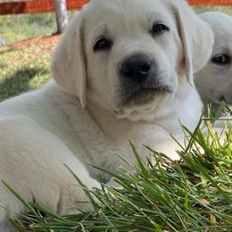 Labrador Retriever Puppies from Lucky Ranch Labradors