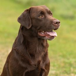 Labrador Retriever puppies from Mullaghmore Labradors