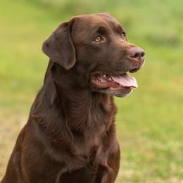 Labrador Retriever puppies from Mullaghmore Labradors