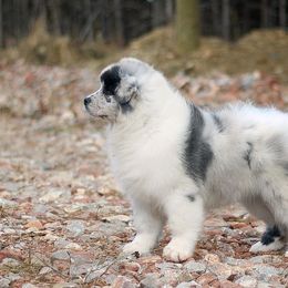 Australian Shepherds from Cali Aussies