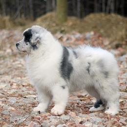 Australian Shepherds from Cali Aussies