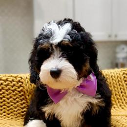 Brownie The Ultra Mini Bernedoodle Tri-Color - Tri-color male Bernedoodle puppy in Herriman, Utah from Rose Canyon Doodles