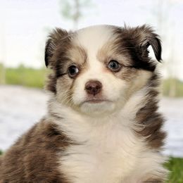 Diamond - Toy Australian Shepherd
