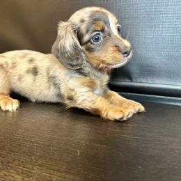 Bella - Dapple female Dachshund puppy in Nederland, Louisiana from M & M Pups